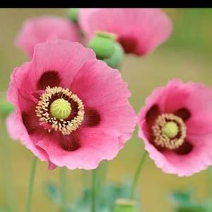 Meet your Posher, Bethany